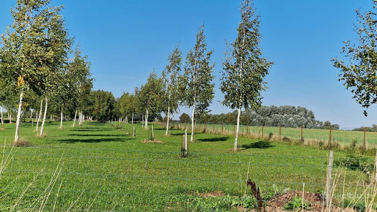 Parduodu pušų/ Ąžuolų/ liepų sodmenys persodinimas - nuotraukos Nr. 12