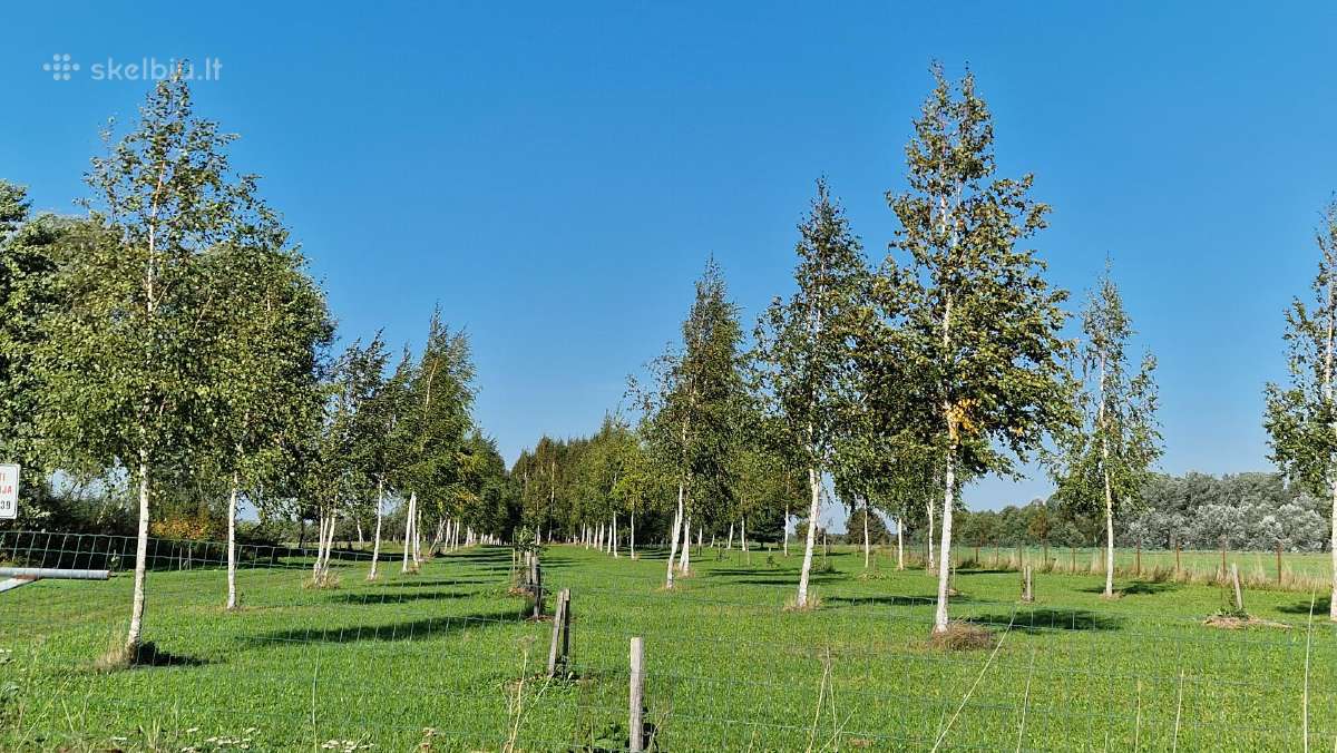 Parduodu pušų/ Ąžuolų/ liepų sodmenys persodinimas - nuotraukos Nr. 11