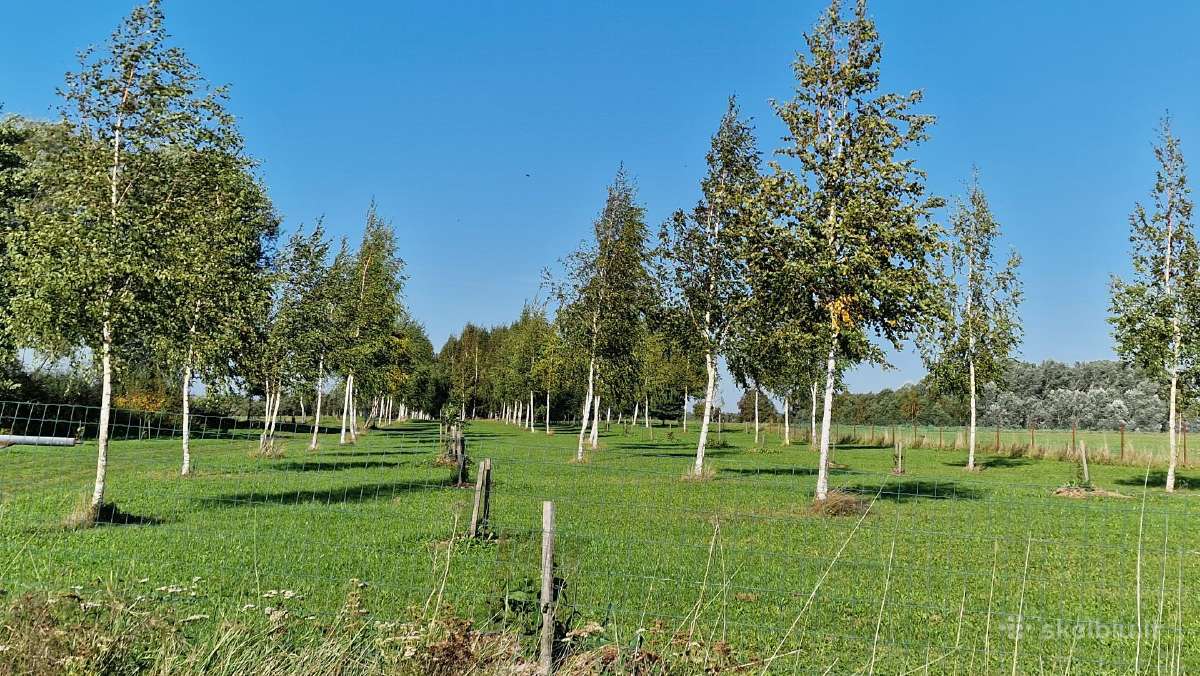 Parduodu pušų/ Ąžuolų/ liepų sodmenys persodinimas - nuotraukos Nr. 13