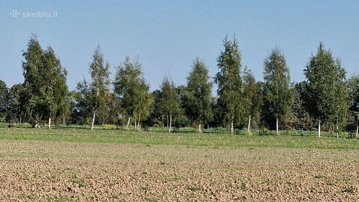 Parduodu pušų/ Ąžuolų/ liepų sodmenys persodinimas - nuotraukos Nr. 15