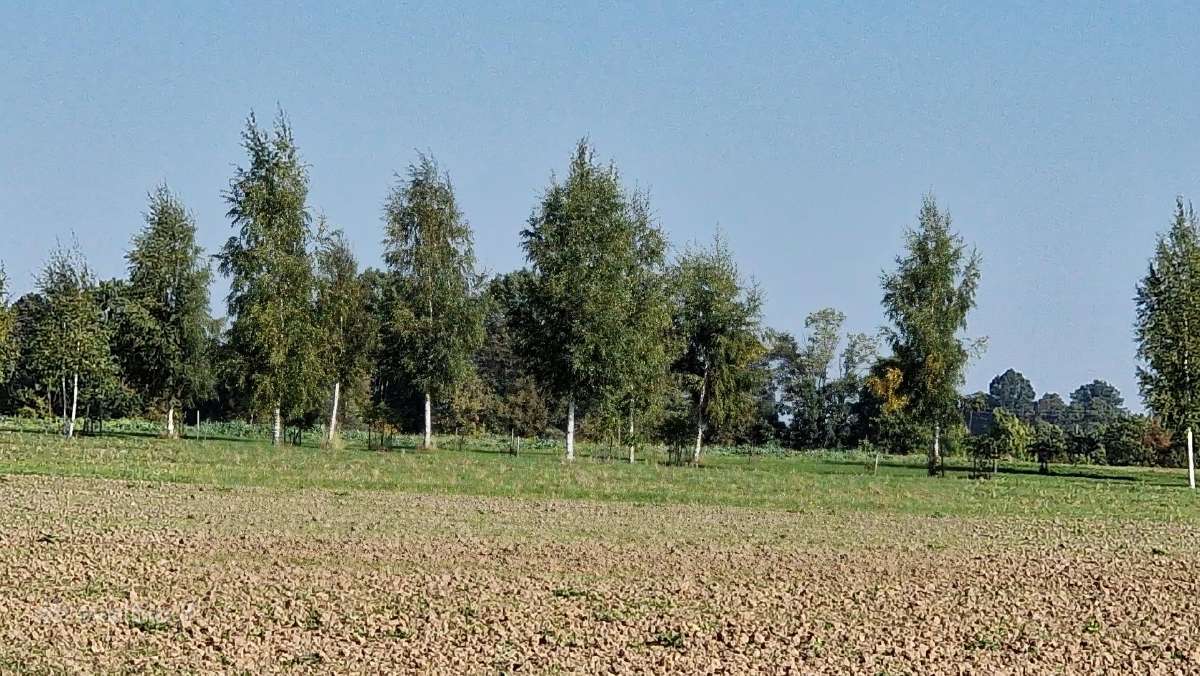 Parduodu pušų/ Ąžuolų/ liepų sodmenys persodinimas - nuotraukos Nr. 14