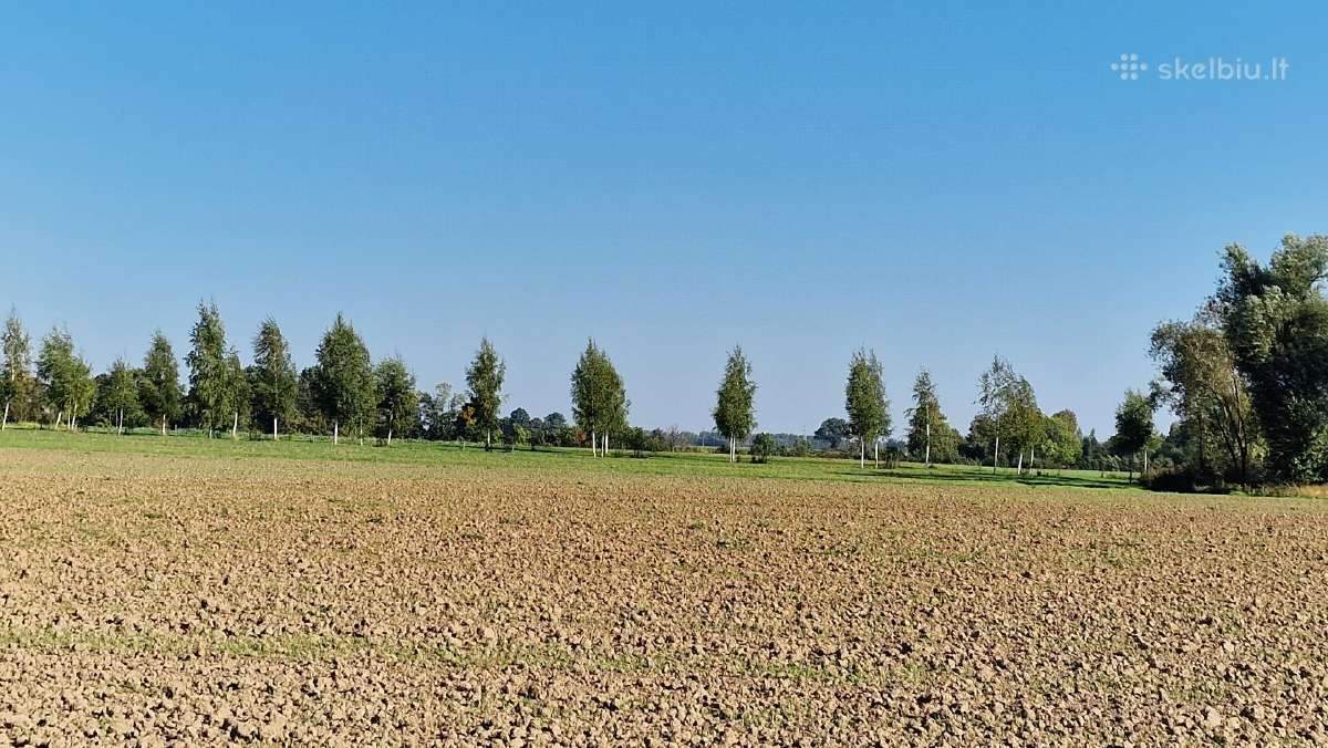 Parduodu pušų/ Ąžuolų/ liepų sodmenys persodinimas - nuotraukos Nr. 16