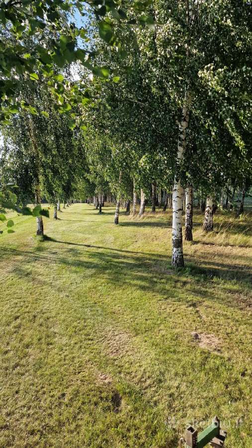 Parduodu pušų/ Ąžuolų/ liepų sodmenys persodinimas - nuotraukos Nr. 17