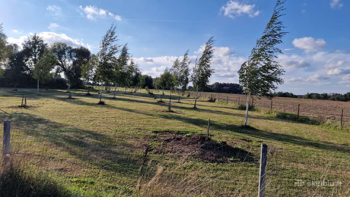 Parduodu pušų/ Ąžuolų/ liepų sodmenys persodinimas - nuotraukos Nr. 18