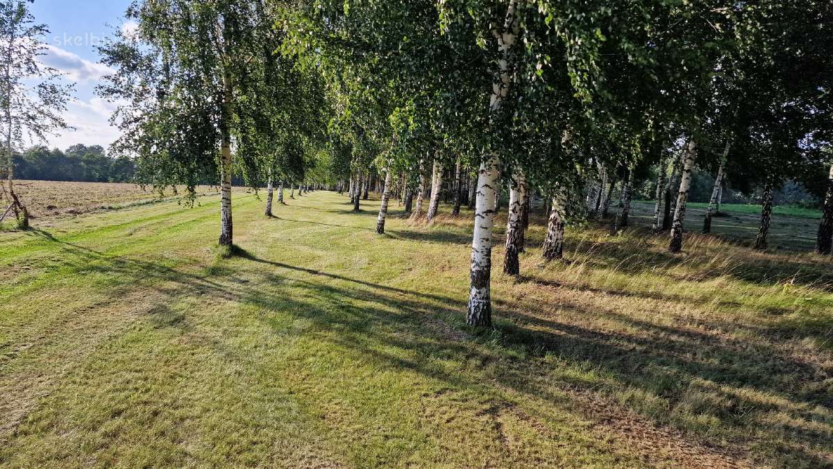 Parduodu pušų/ Ąžuolų/ liepų sodmenys persodinimas - nuotraukos Nr. 19
