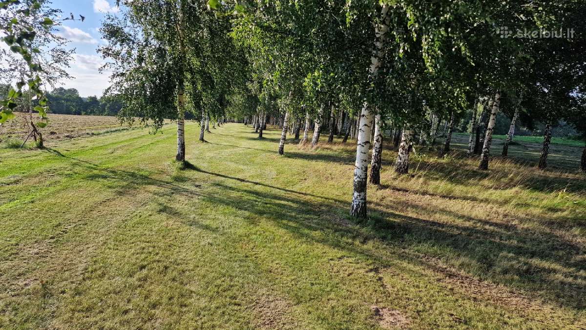 Parduodu pušų/ Ąžuolų/ liepų sodmenys persodinimas - nuotraukos Nr. 20
