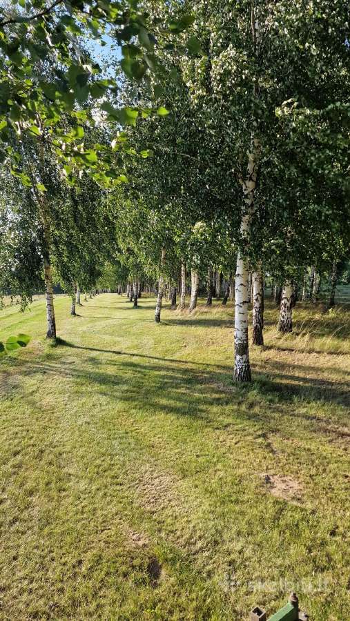Parduodu pušų/ Ąžuolų/ liepų sodmenys persodinimas - nuotraukos Nr. 21