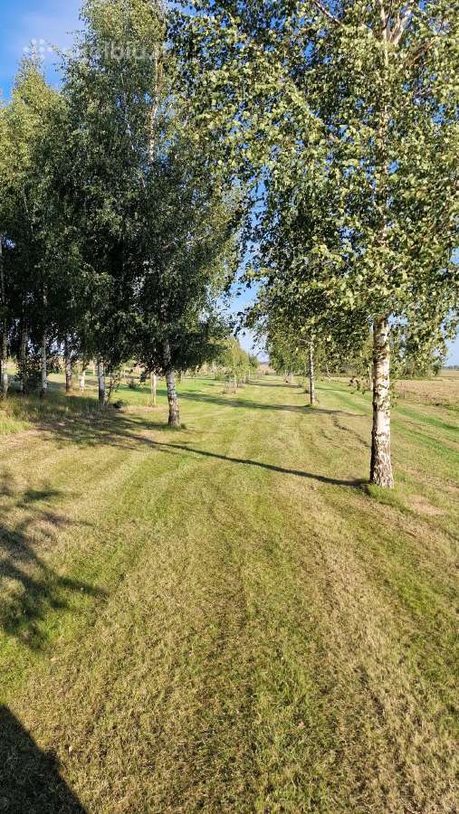 Parduodu pušų/ Ąžuolų/ liepų sodmenys persodinimas - nuotraukos Nr. 22