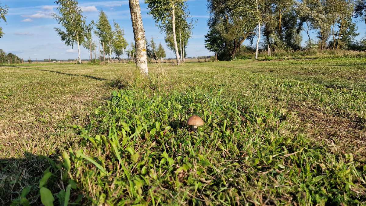 Parduodu pušų/ Ąžuolų/ liepų sodmenys persodinimas - nuotraukos Nr. 25