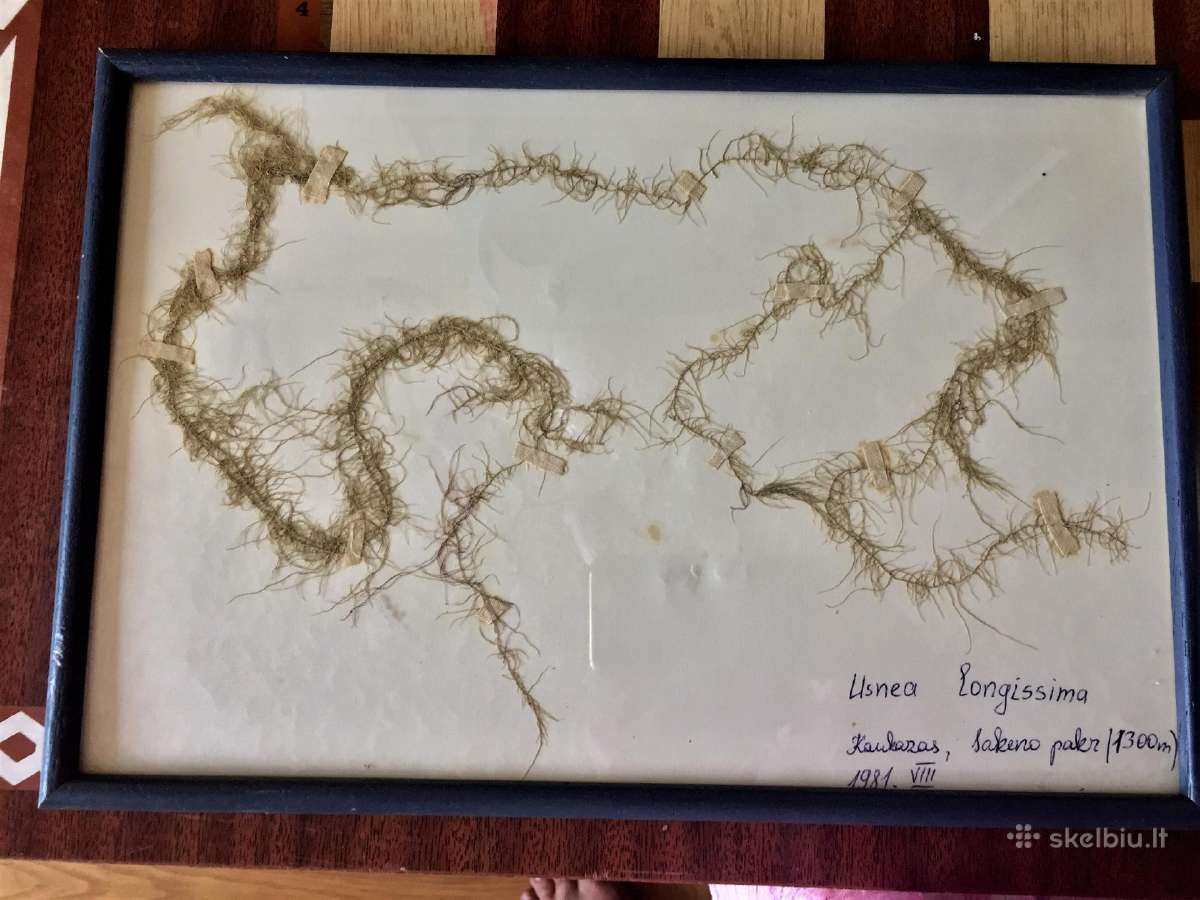 Herbaro paveikslėliai interjerui - nuotraukos Nr. 2