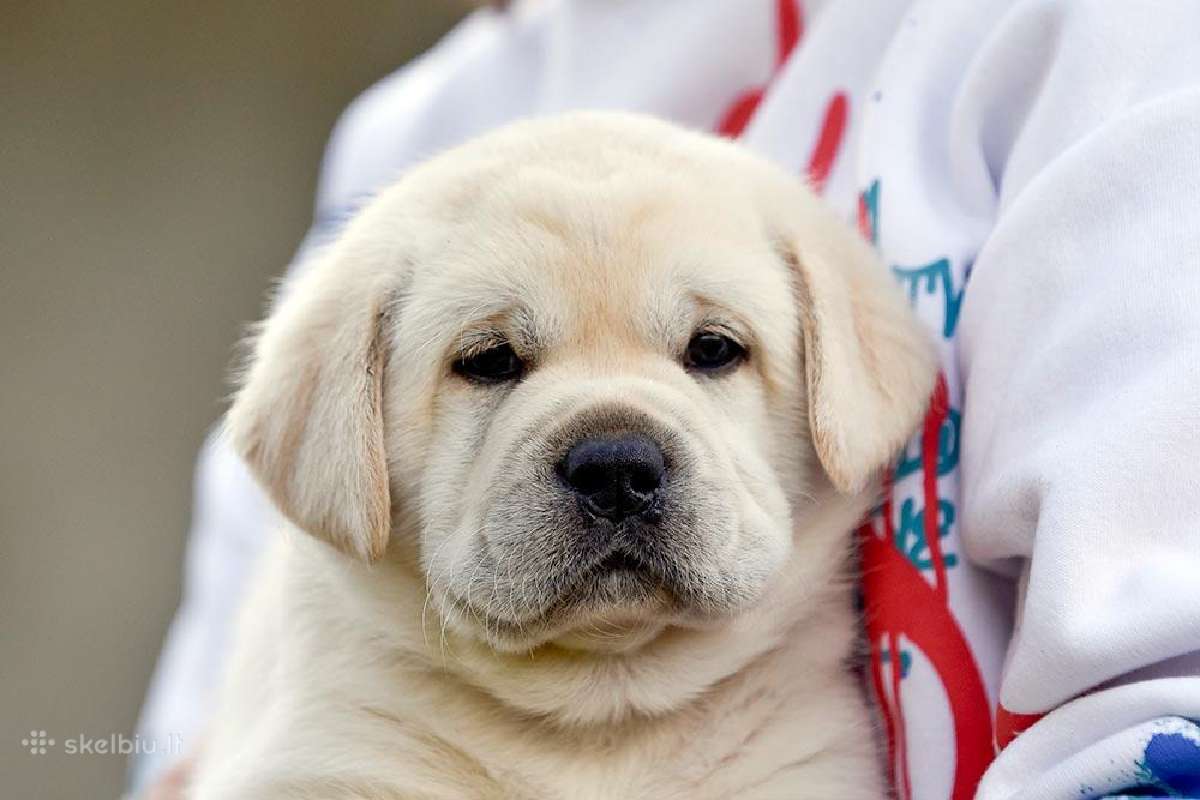 Kilmingi Labradoro retriverių veislės šuniukai - nuotraukos Nr. 36