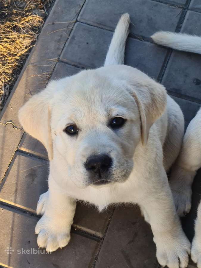 Kilmingi Labradoro retriverių veislės šuniukai - nuotraukos Nr. 37