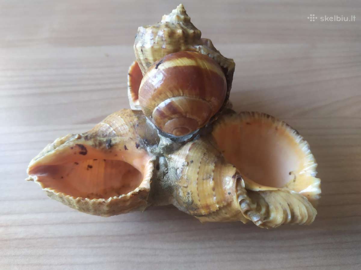 Senovinės peleninės iš kriauklių - nuotraukos Nr. 2