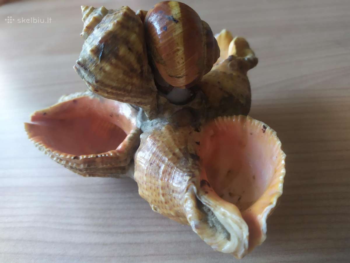 Senovinės peleninės iš kriauklių - nuotraukos Nr. 3