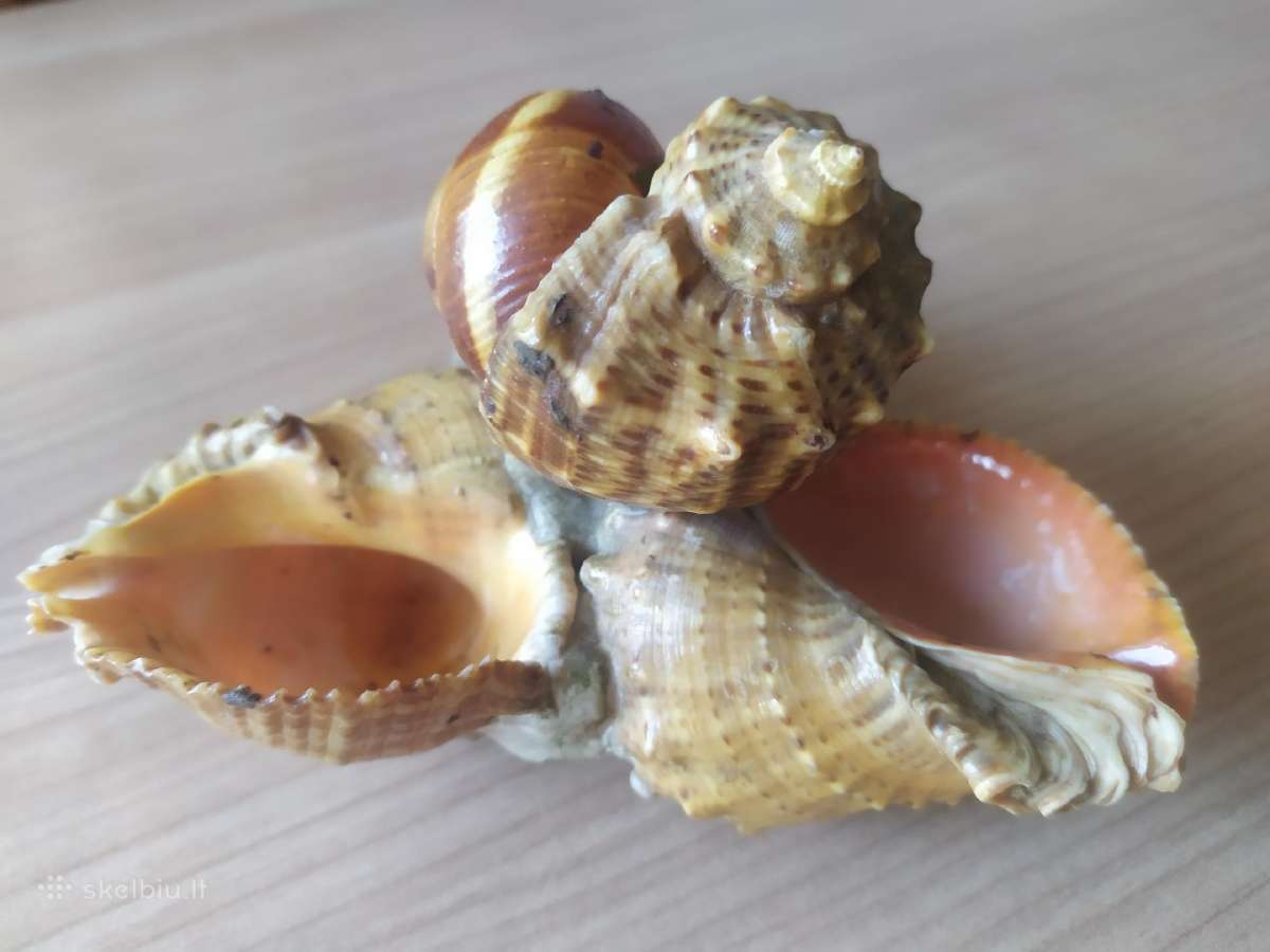 Senovinės peleninės iš kriauklių - nuotraukos Nr. 4