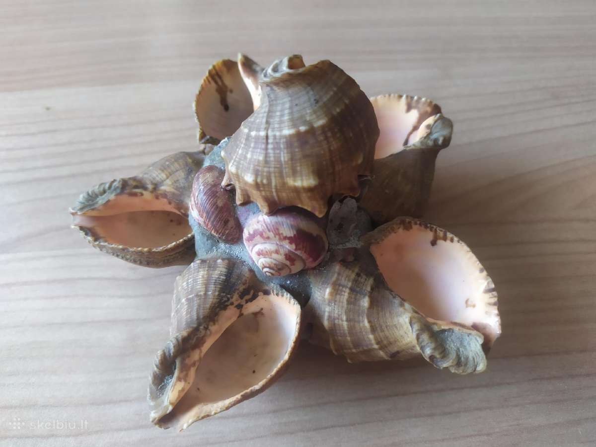 Senovinės peleninės iš kriauklių - nuotraukos Nr. 5