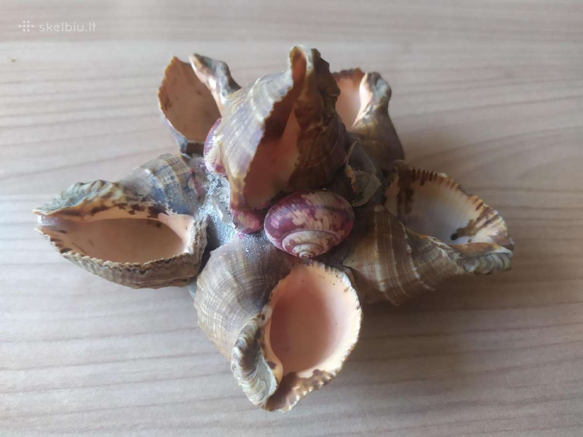Senovinės peleninės iš kriauklių - nuotraukos Nr. 6