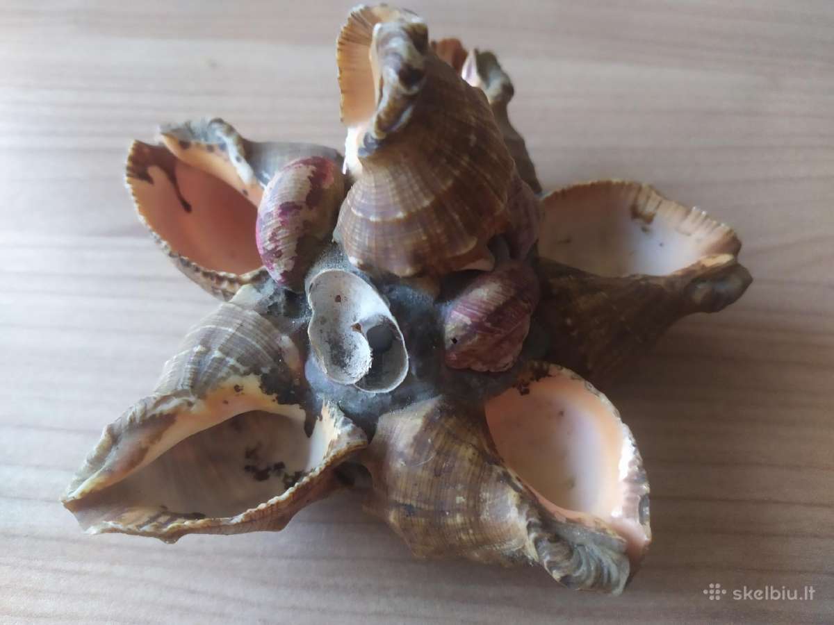 Senovinės peleninės iš kriauklių - nuotraukos Nr. 7