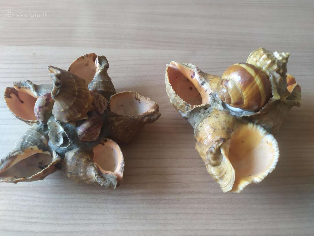Senovinės peleninės iš kriauklių