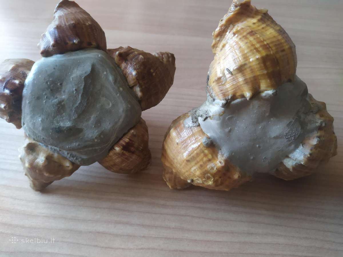 Senovinės peleninės iš kriauklių - nuotraukos Nr. 8