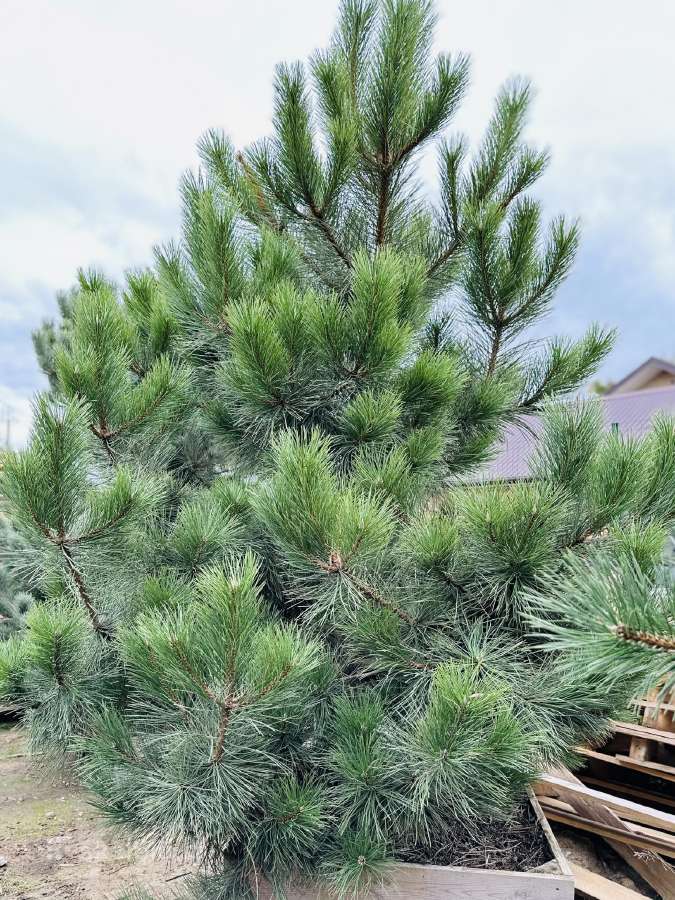 Miskantai, Bonsai, Kadagiai, Tujos, Skroblai. - nuotraukos Nr. 14
