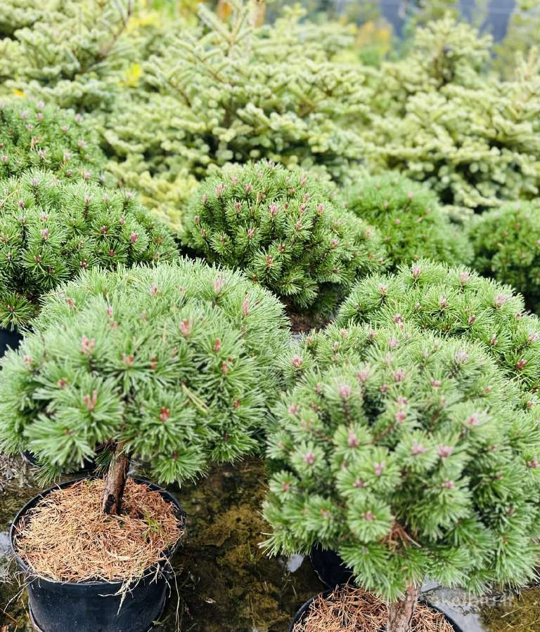 Miskantai, Bonsai, Kadagiai, Tujos, Skroblai. - nuotraukos Nr. 15