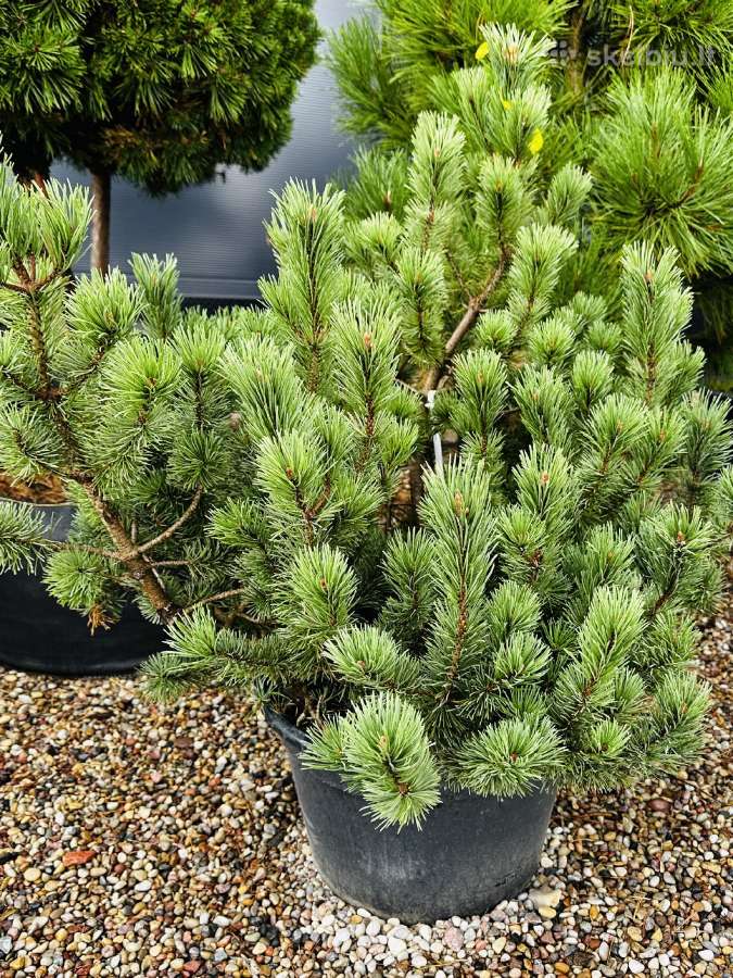 Miskantai, Bonsai, Kadagiai, Tujos, Skroblai. - nuotraukos Nr. 20