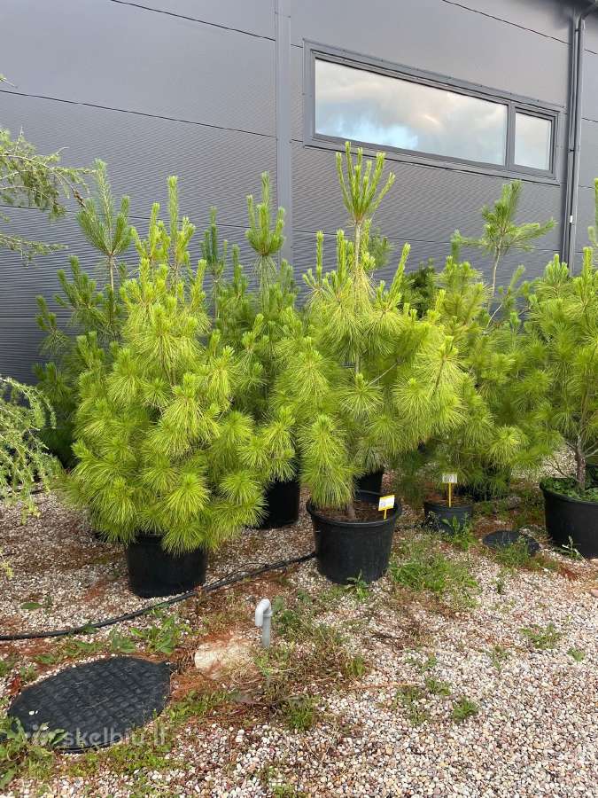 Miskantai, Bonsai, Kadagiai, Tujos, Skroblai. - nuotraukos Nr. 27