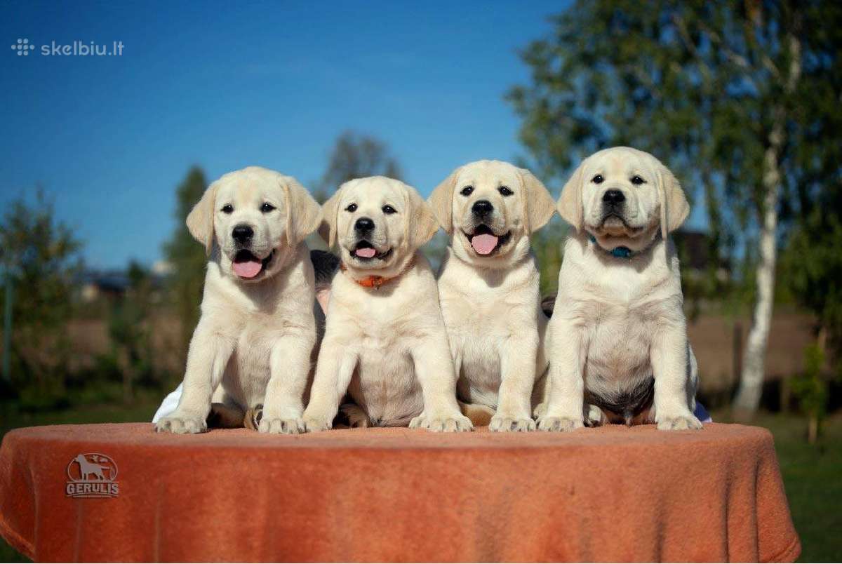 Kilmingi Labradoro retriverių veislės šuniukai - nuotraukos Nr. 7