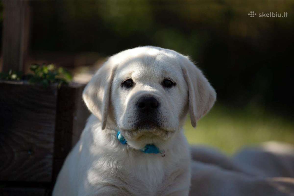 Kilmingi Labradoro retriverių veislės šuniukai - nuotraukos Nr. 17