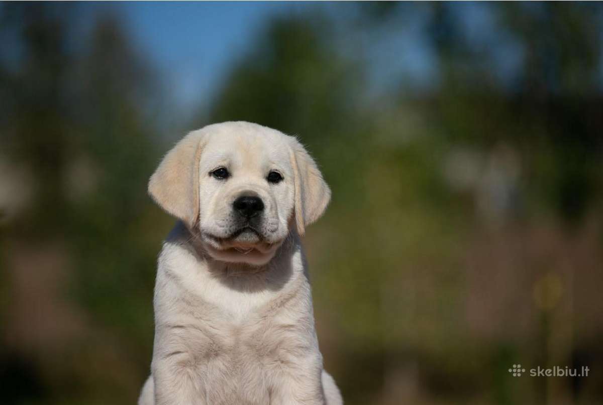 Kilmingi Labradoro retriverių veislės šuniukai - nuotraukos Nr. 25
