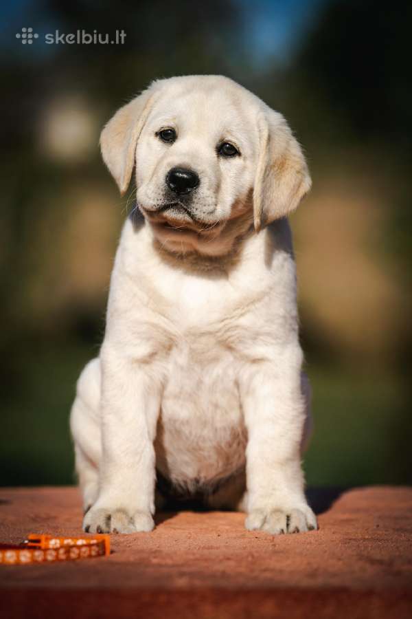 Kilmingi Labradoro retriverių veislės šuniukai - nuotraukos Nr. 30