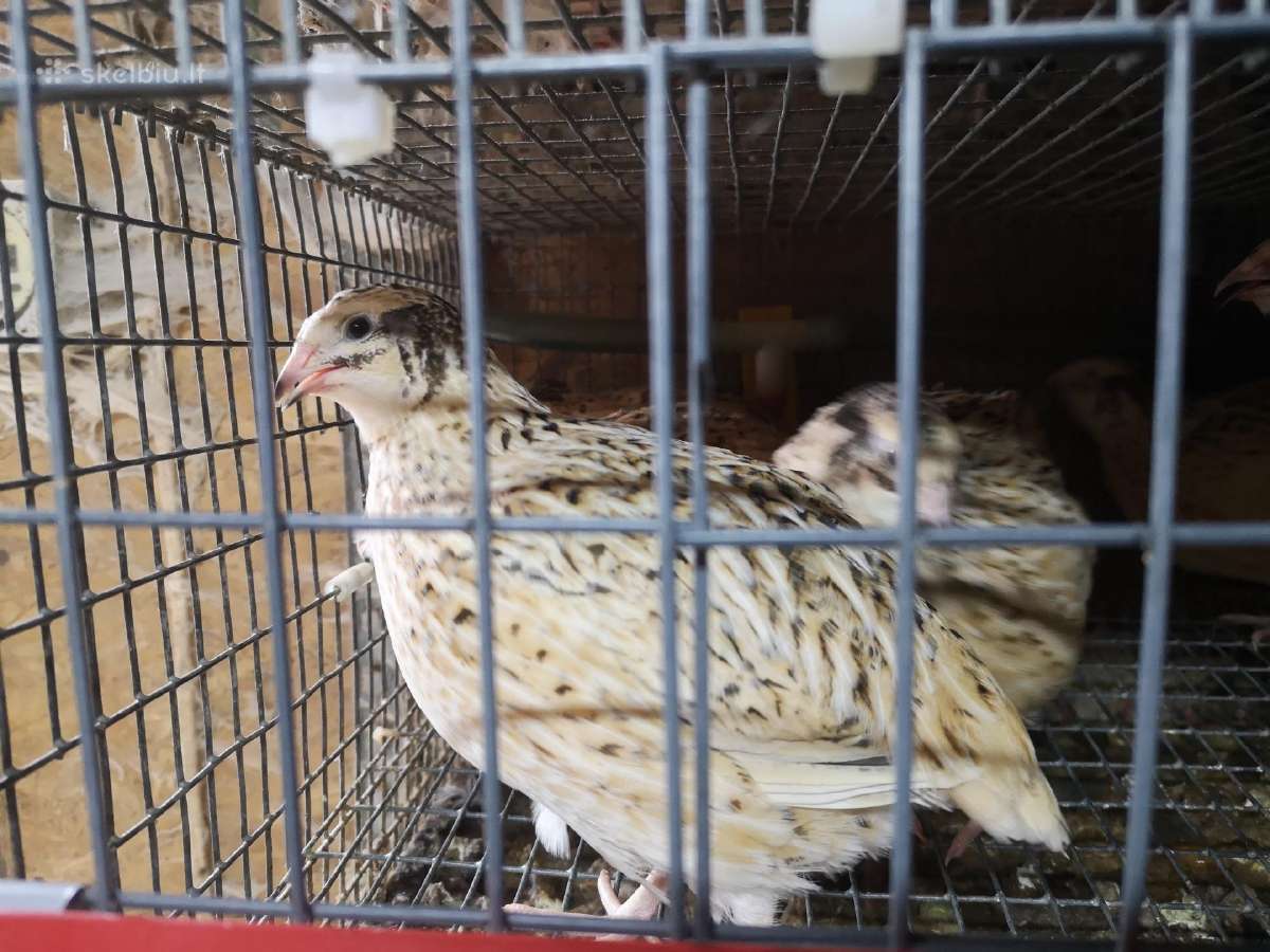 Putpelių gaidziukai 2€ vnt - nuotraukos Nr. 16