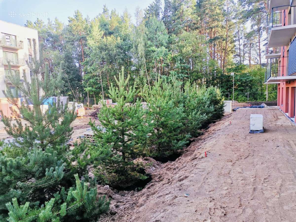 Nuolaida Pušys su sodinimo paslauga Lietuvoje - nuotraukos Nr. 23