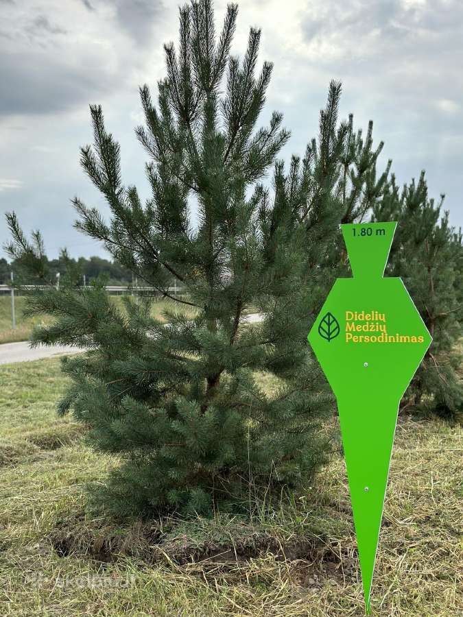 Nuolaida Pušys su sodinimo paslauga Lietuvoje - nuotraukos Nr. 15