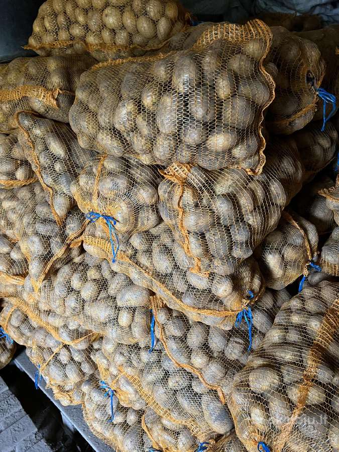 Maistinės bulvės Soraja.