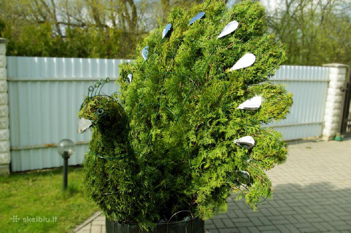 Augalų Skulptūros (Topiary), rėmai - nuotraukos Nr. 6