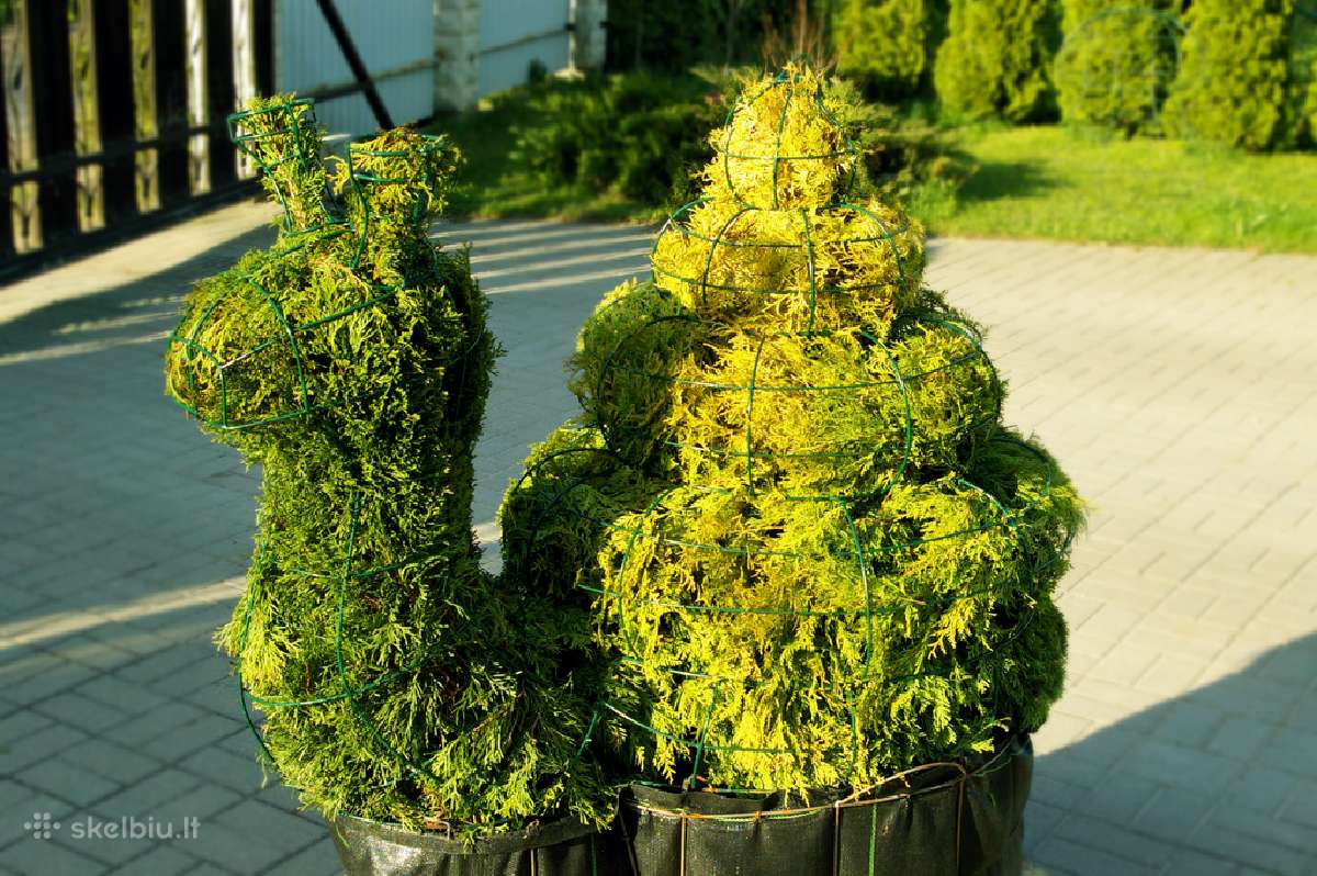 Augalų Skulptūros (Topiary), rėmai - nuotraukos Nr. 14