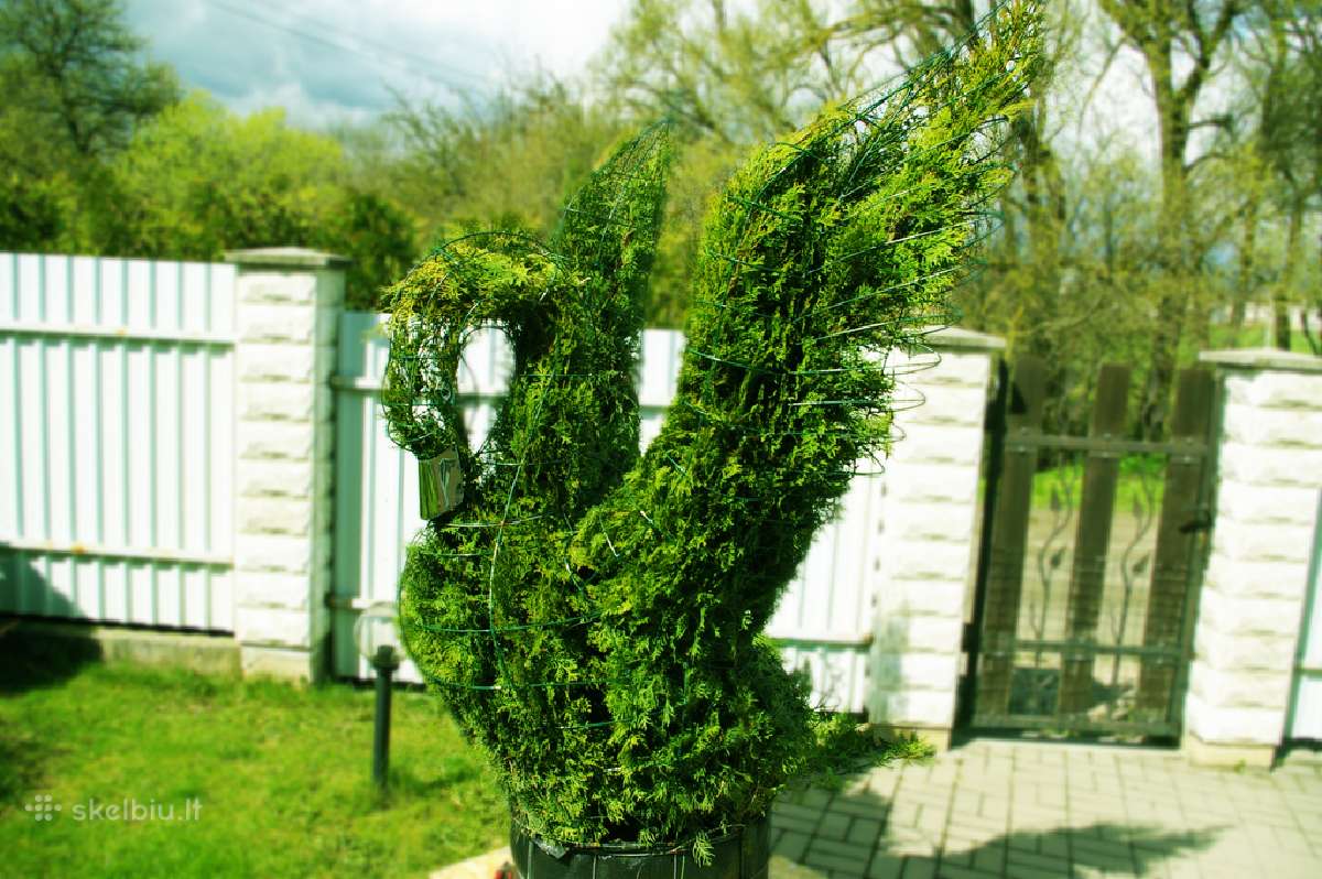Augalų Skulptūros (Topiary), rėmai - nuotraukos Nr. 13