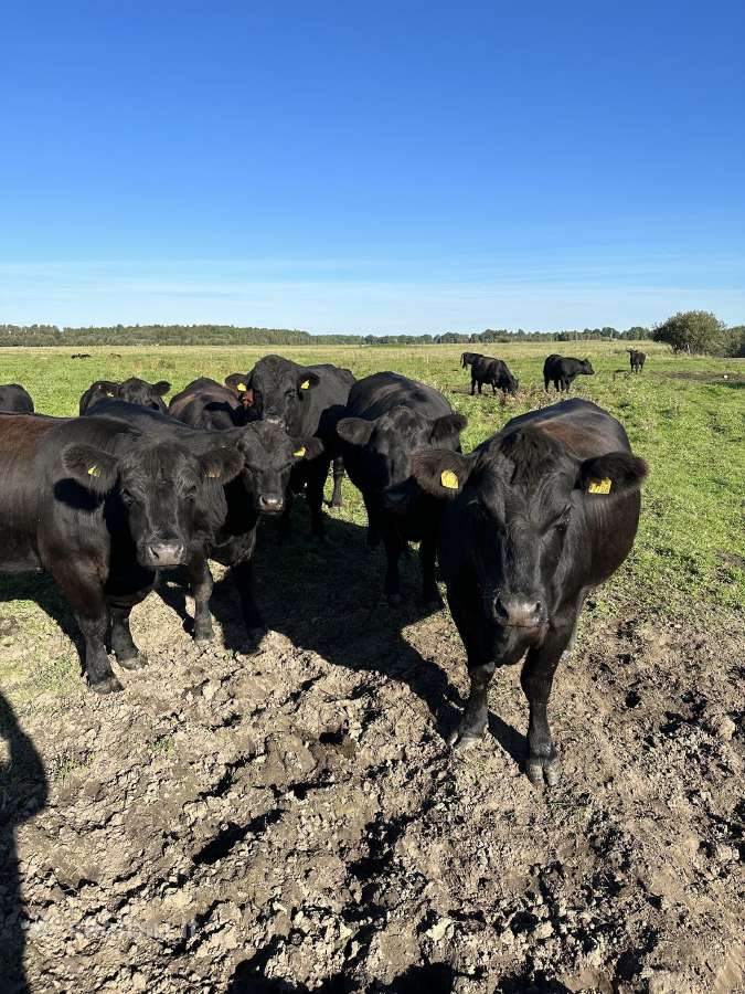 Ekologiniai Hailendų ir Angusų buliukai - nuotraukos Nr. 2