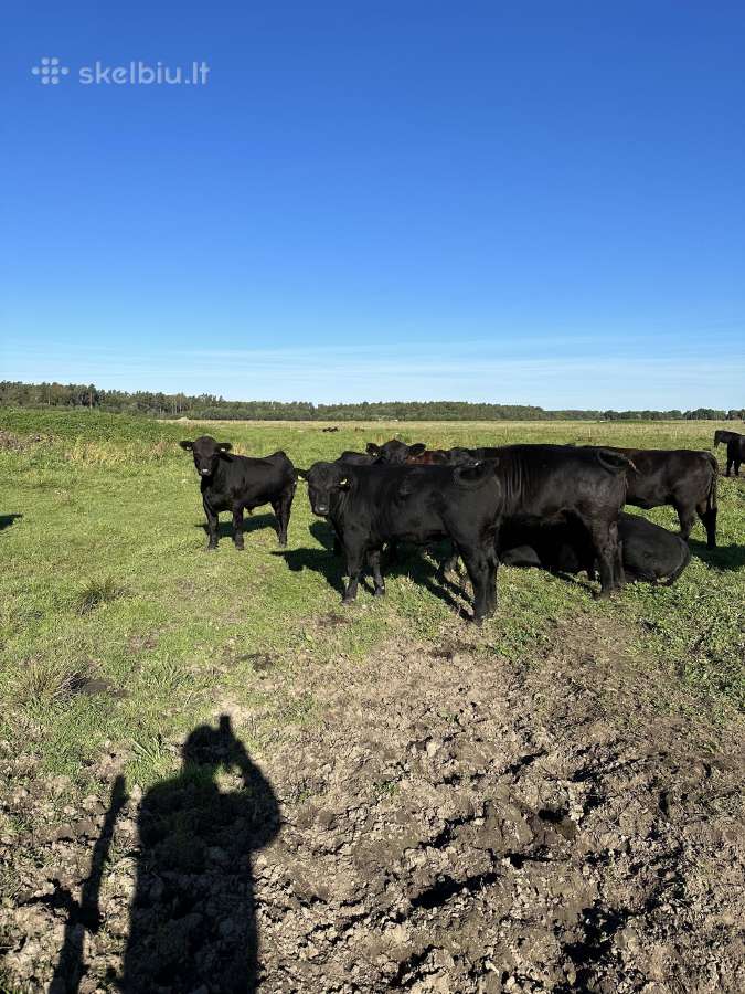 Ekologiniai Hailendų ir Angusų buliukai - nuotraukos Nr. 3