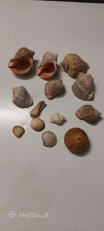 Jūrinės kriauklės