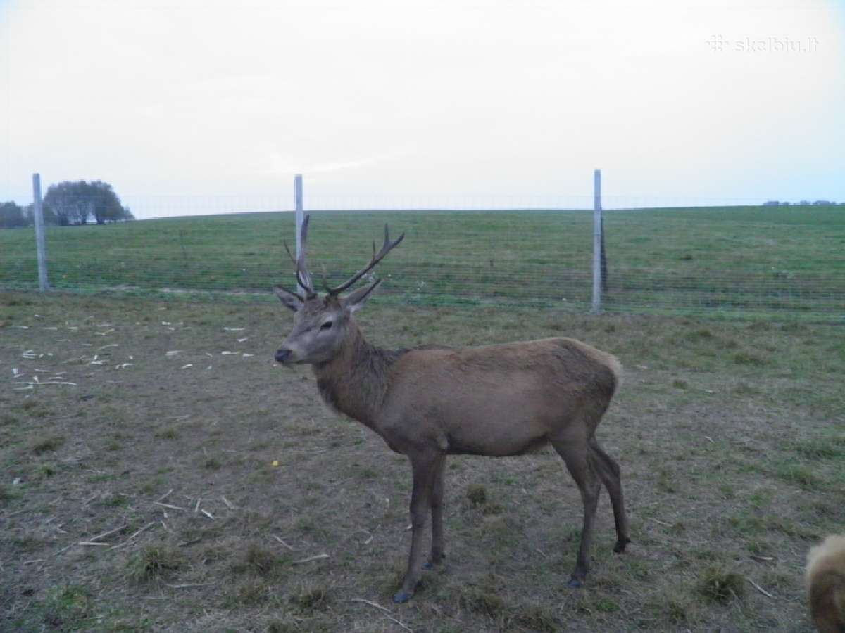 Išparduodami taurieji elniai ir jų mėsa - nuotraukos Nr. 2