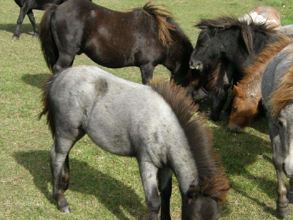 Shetland Pony arkliukai