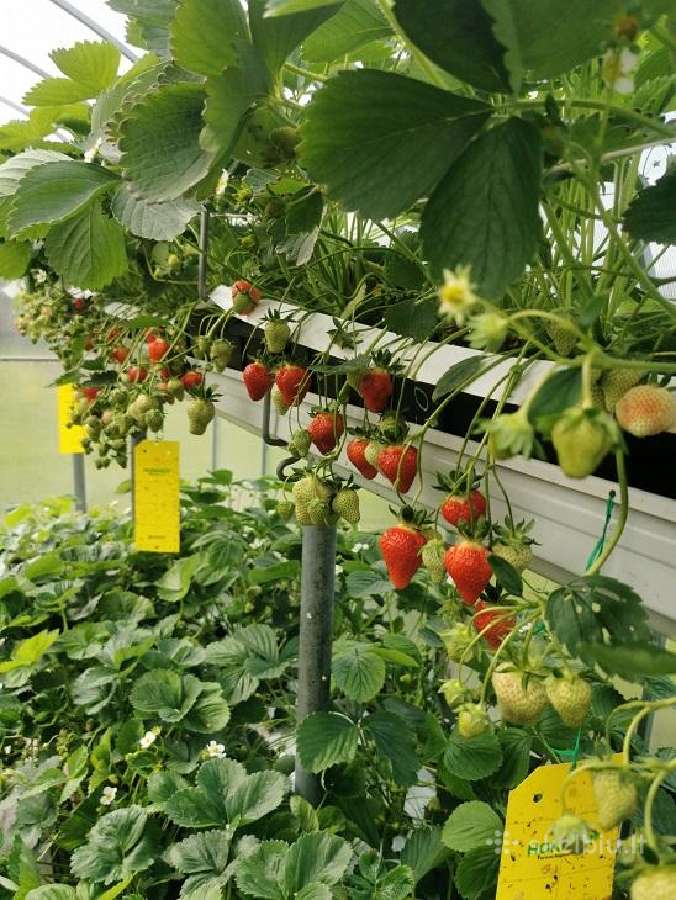 Juosta braškių žiedkočiams prilaikyti, kad nelūžtų - nuotraukos Nr. 3