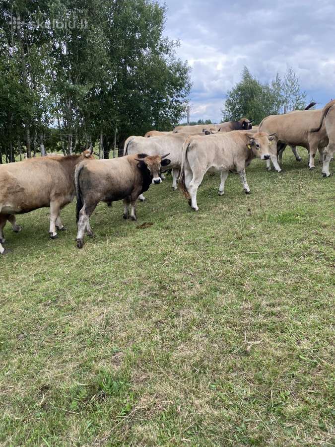 Aubrak - nuotraukos Nr. 5