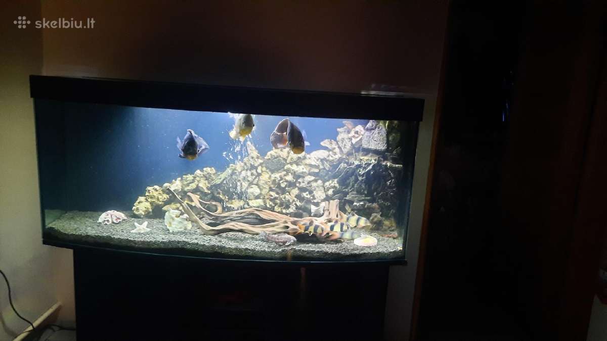 Akvariumas 450l su spintele - nuotraukos Nr. 2