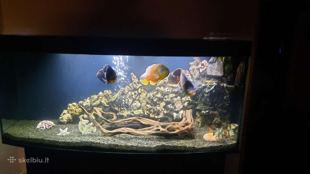Akvariumas 450l su spintele - nuotraukos Nr. 3