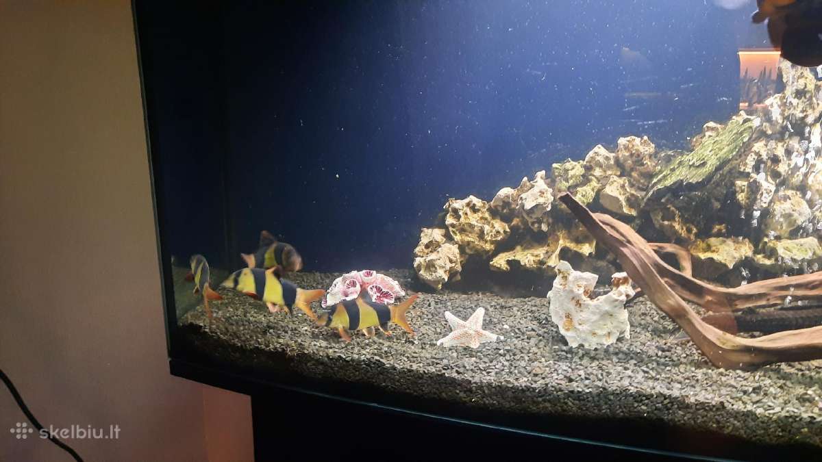 Akvariumas 450l su spintele - nuotraukos Nr. 4
