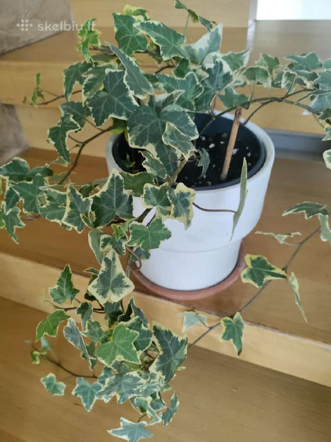 Kambarinė gėlė klevelis-"hedera". - nuotraukos Nr. 2